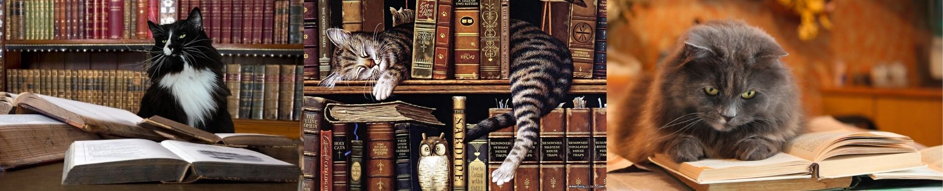 I gatti e la letteratura fantastica - Sistema Bibliotecario del Comune di  Pavia